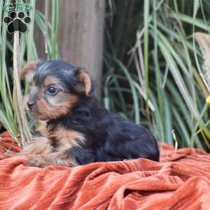 Ricky, Yorkie Puppy