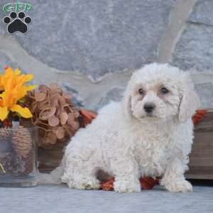 Jax, Bichon Frise Puppy