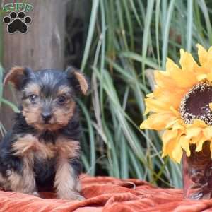 Ricky, Yorkie Puppy