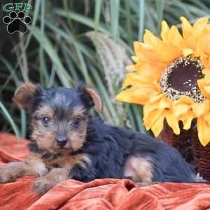 Ricky, Yorkie Puppy