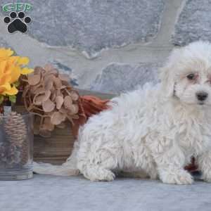 Jessica, Bichon Frise Puppy