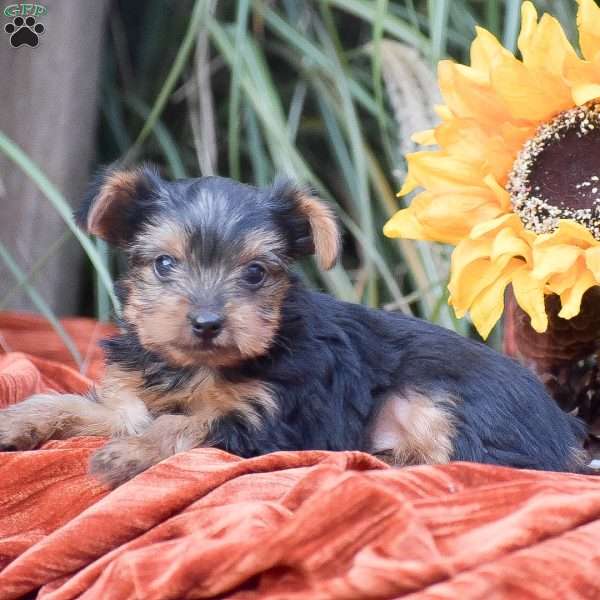 Ricky, Yorkie Puppy