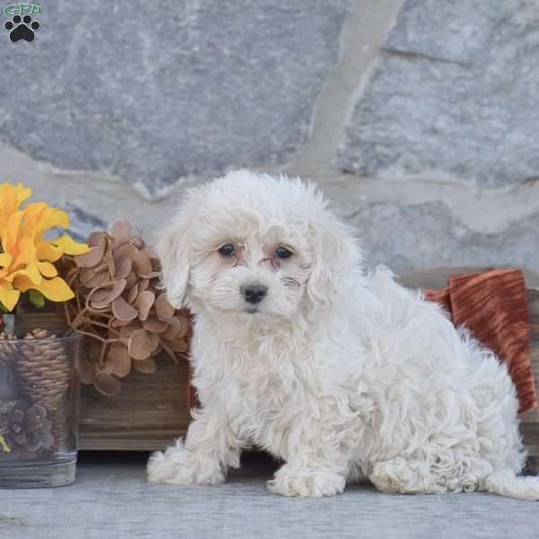 Jessica, Bichon Frise Puppy