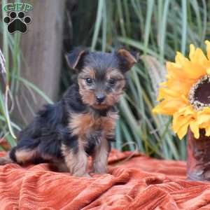 Rosie, Yorkie Puppy