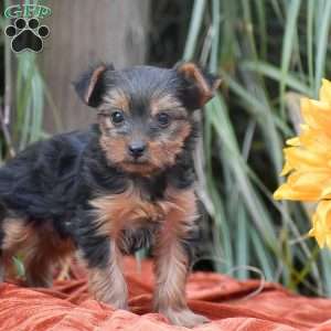 Rosie, Yorkie Puppy