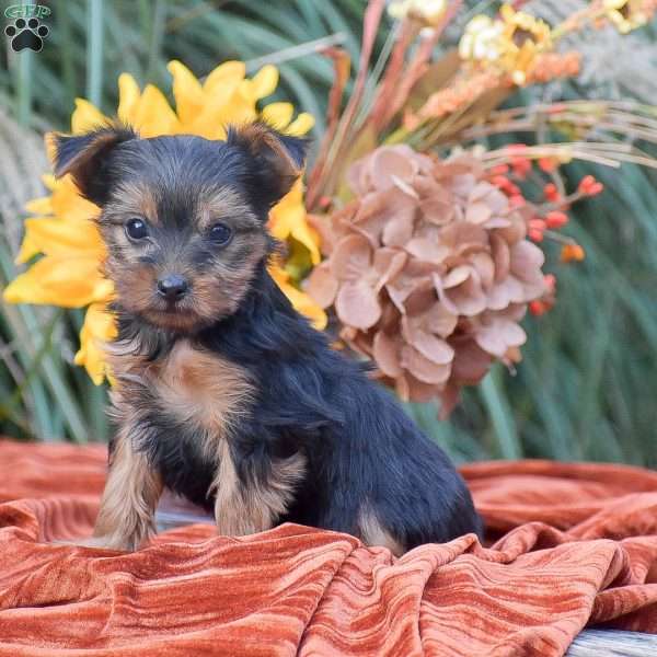 Rosie, Yorkie Puppy