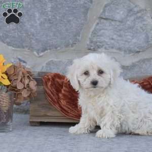 Jane, Bichon Frise Puppy