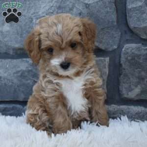 River, Cavapoo Puppy