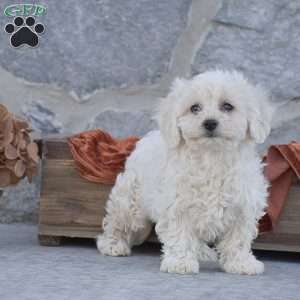 Jane, Bichon Frise Puppy