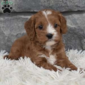 Ally, Cavapoo Puppy