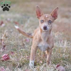 Edison, Chihuahua Puppy