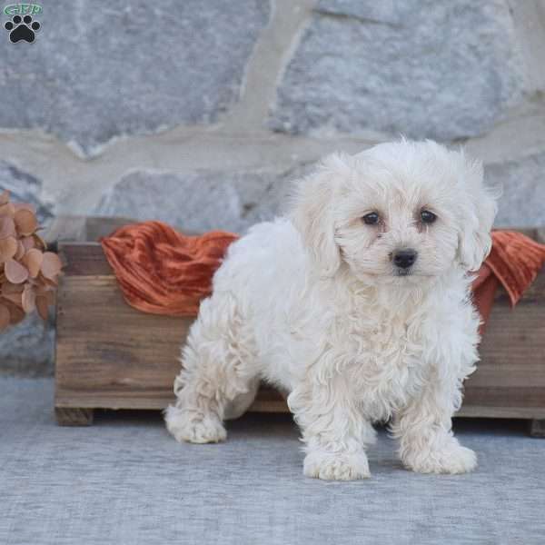 Jane, Bichon Frise Puppy