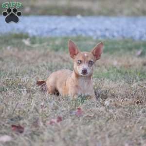 Edison, Chihuahua Puppy