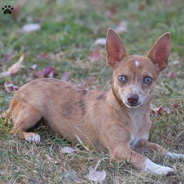 Edison, Chihuahua Puppy