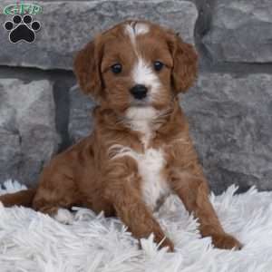 Ally, Cavapoo Puppy