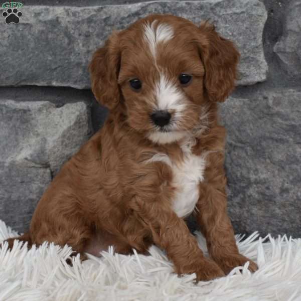 Ally, Cavapoo Puppy