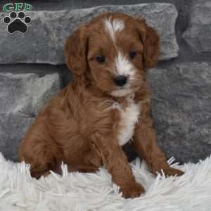 Ally, Cavapoo Puppy