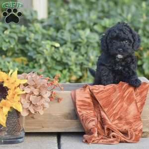 Harmony, Miniature Poodle Puppy