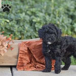 Harmony, Miniature Poodle Puppy