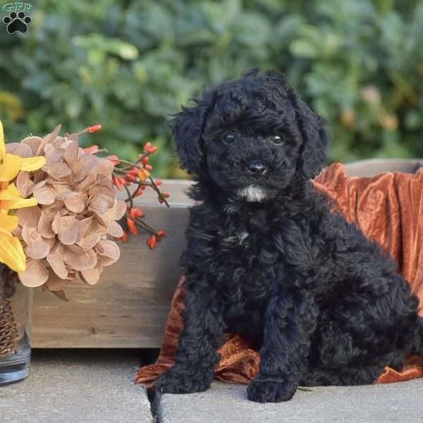 Harmony, Miniature Poodle Puppy