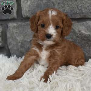 Ally, Cavapoo Puppy