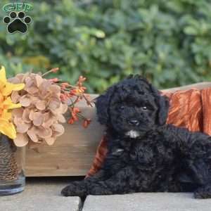 Harmony, Miniature Poodle Puppy