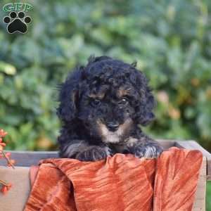 Haley, Miniature Poodle Puppy