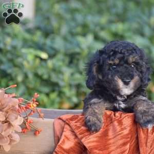 Haley, Miniature Poodle Puppy