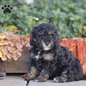 Haley, Miniature Poodle Puppy