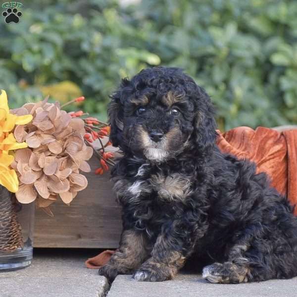 Haley, Miniature Poodle Puppy