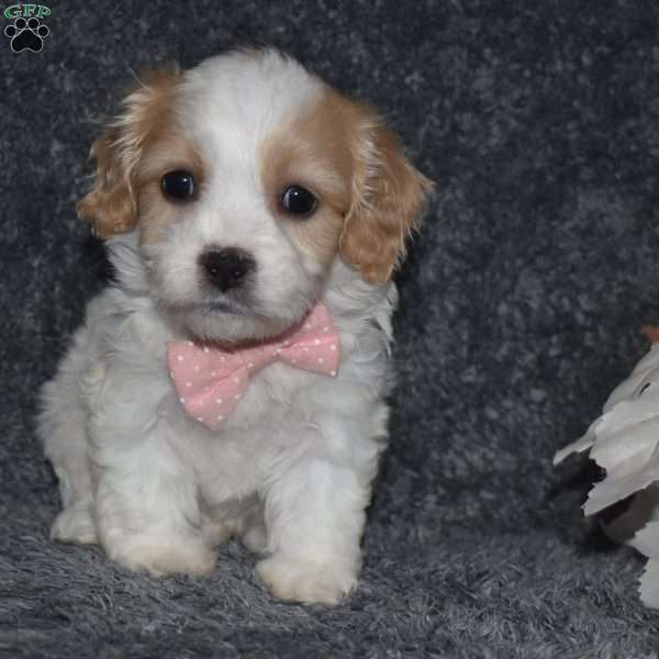 Trisha, Cavachon Puppy