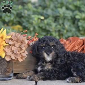 Haley, Miniature Poodle Puppy