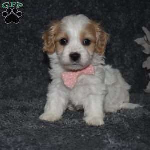 Trisha, Cavachon Puppy