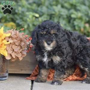 Haley, Miniature Poodle Puppy