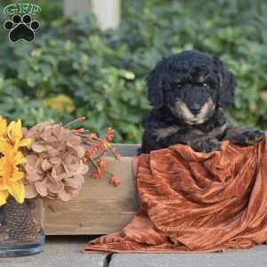 Harvey, Miniature Poodle Puppy