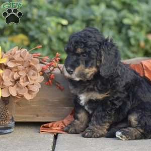 Harvey, Miniature Poodle Puppy