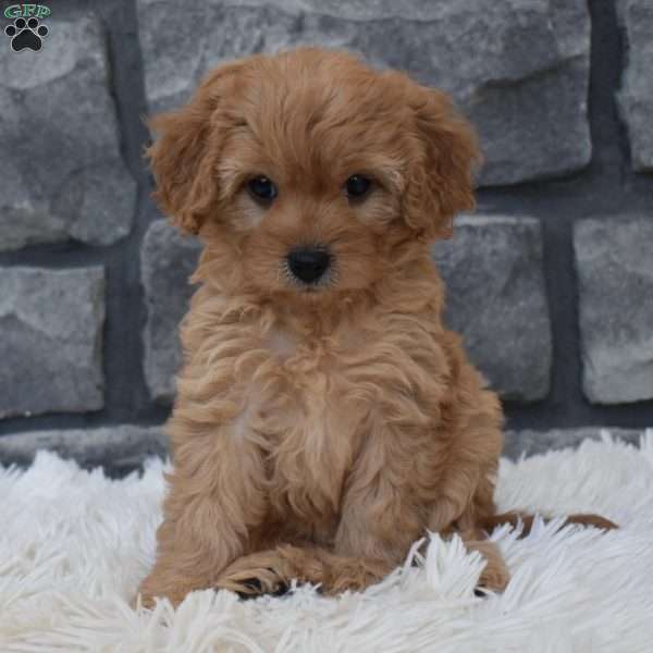 Reese, Cavapoo Puppy