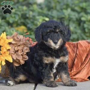 Harvey, Miniature Poodle Puppy