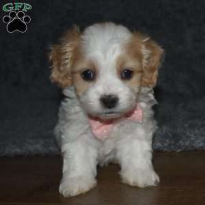 Trisha, Cavachon Puppy