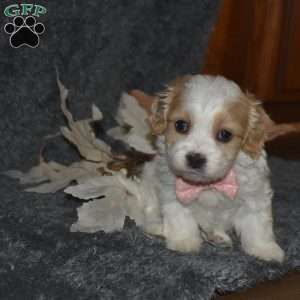 Trisha, Cavachon Puppy