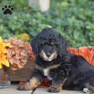 Harvey, Miniature Poodle Puppy