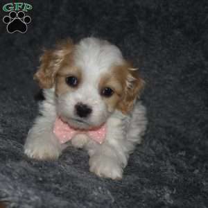 Trisha, Cavachon Puppy