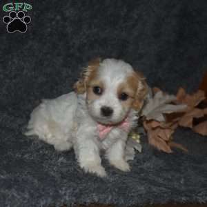 Trisha, Cavachon Puppy