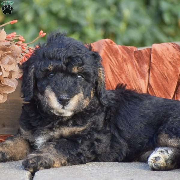 Harvey, Miniature Poodle Puppy