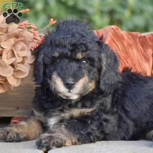 Harvey, Miniature Poodle Puppy