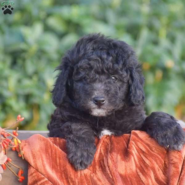 Hudson, Miniature Poodle Puppy