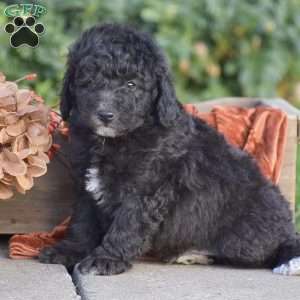 Hudson, Miniature Poodle Puppy