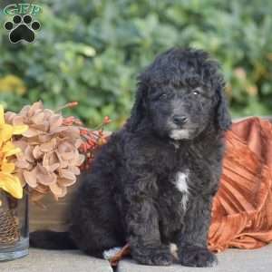 Hudson, Miniature Poodle Puppy