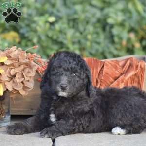 Hudson, Miniature Poodle Puppy