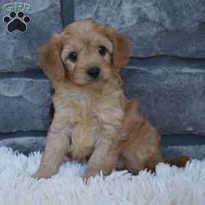 Riley, Cavapoo Puppy